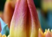 Tulipa Blushing Flight ® (4)